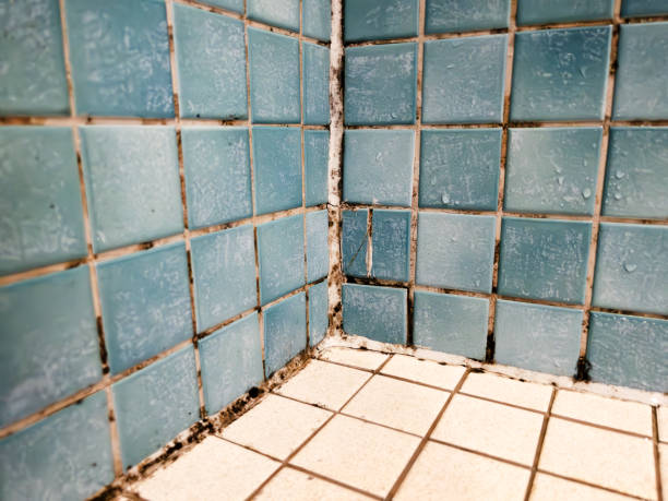 Best Industrial Mold Remediation  in Commerce, CA
