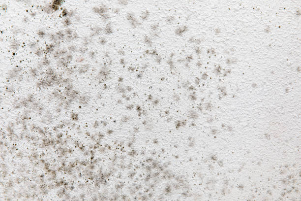 Best Commercial Mold Inspection  in Commerce, CA
