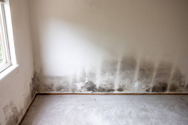 Best HVAC Mold Inspection and Cleaning  in Commerce, CA