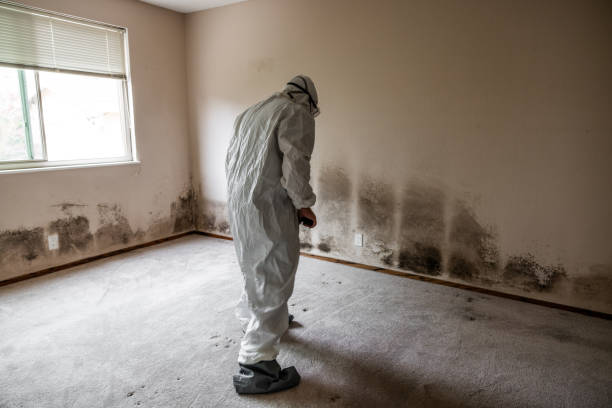 Best Emergency Mold Remediation  in Commerce, CA