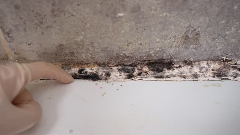Best Water Damage & Mold Remediation  in Commerce, CA